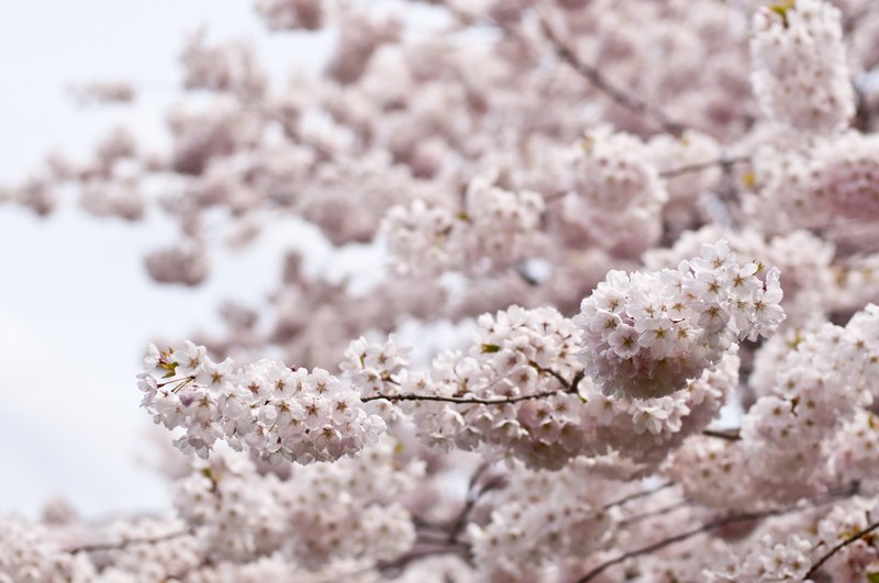 cherry tree in spring with thick pink blossom in full bloom and blue sky, cherry tree blossom spring 4k