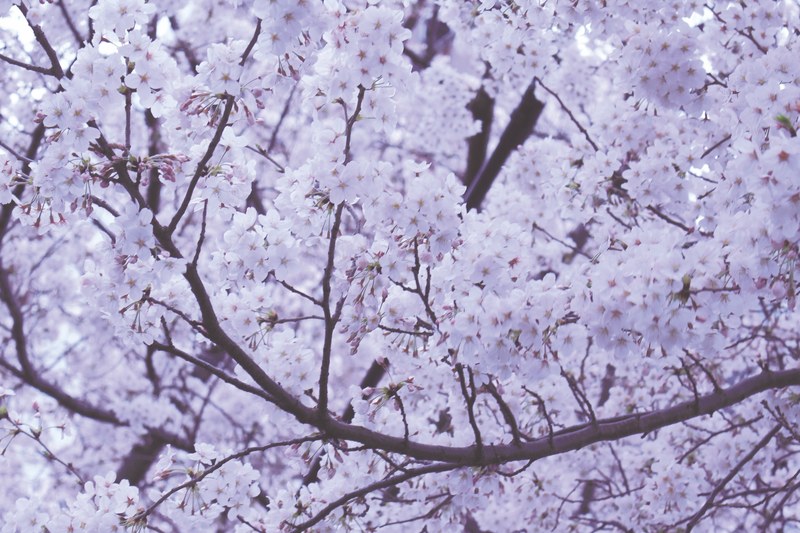 thick pink white cherry blossom on tree branches in spring in japan, cherry blossom japan 4k