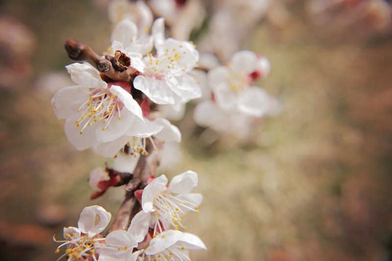 blossom cherry blossom flower and tree 4k
