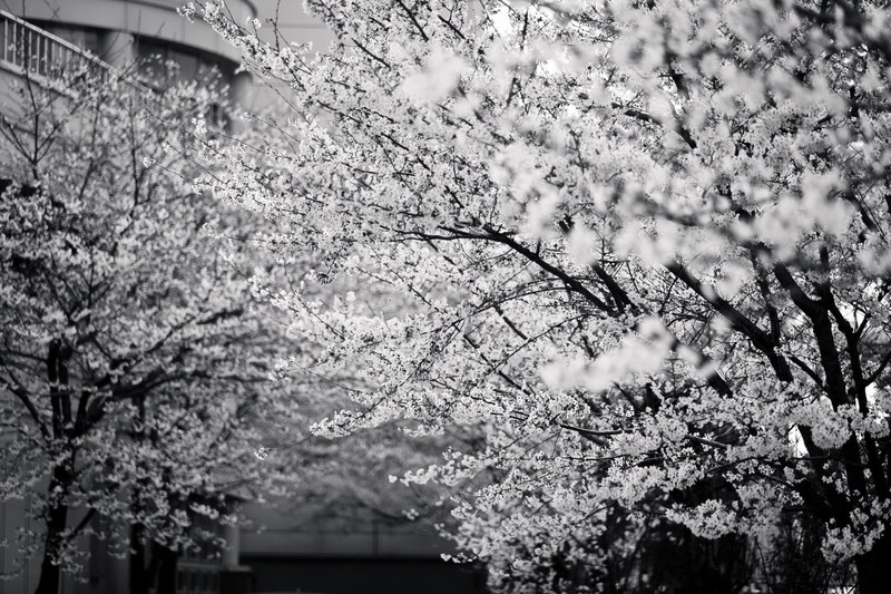 black and white picture of cherry blossom tree in bloom in spring , cherry blossom 4k