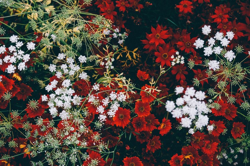 an overhead shot of a grouping of red and white flowers, red and white flowers from above 4k
