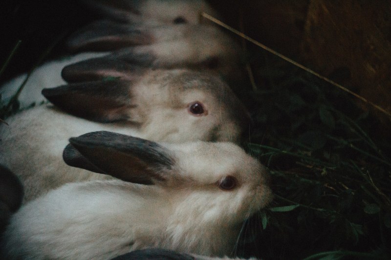 ear herb grass and rabbit 4k