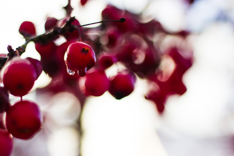 nature berry fruit and plant 4k