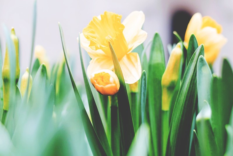 close up of a bed of bright yellow daffodils, daffodils in bloom 4k