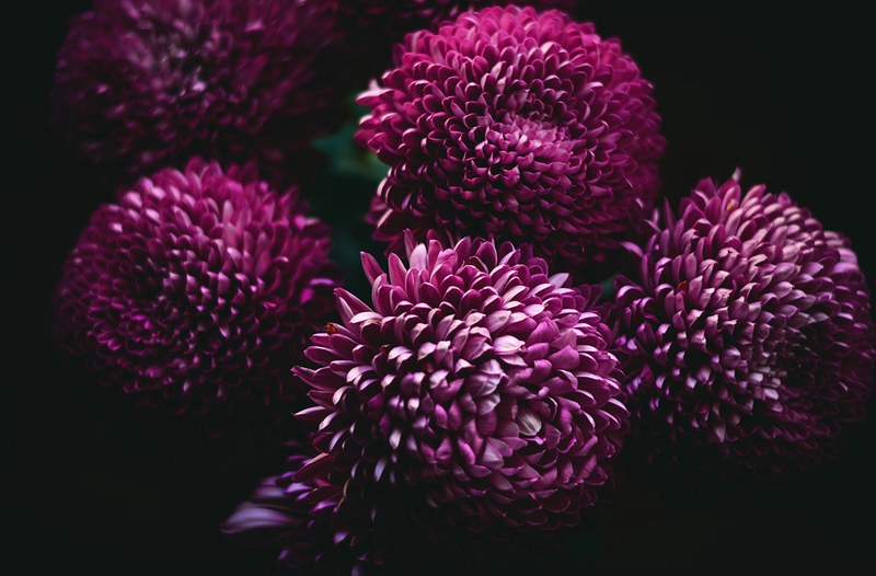 purple chrysanthemum flowers in full bloom against a black background, grandmothers flowers 4k