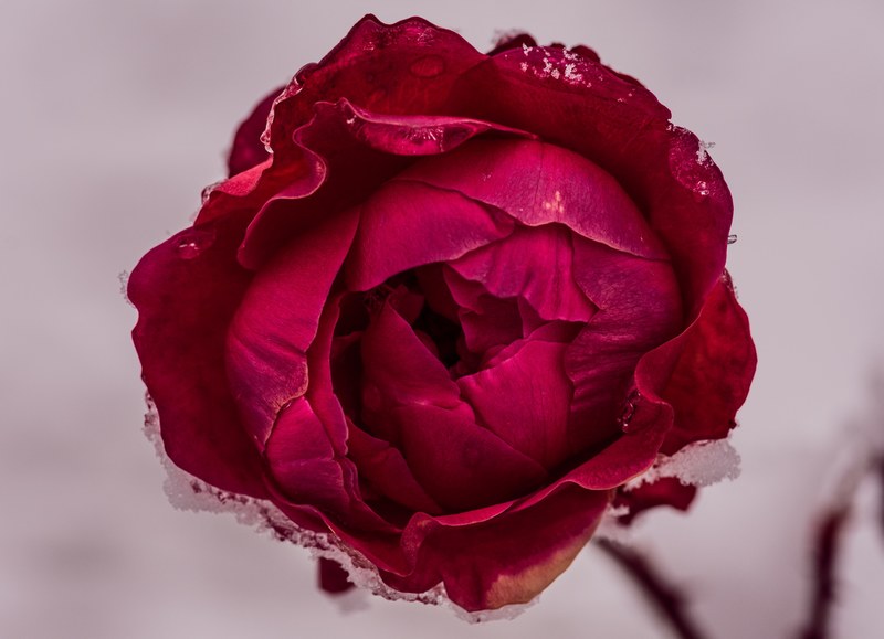 top view of a rose with its petals covered in ice crystals, white blanket 4k