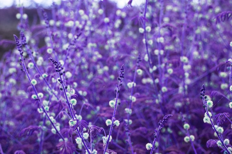 deep purple grass with purple buds and white flowers, purple 4k