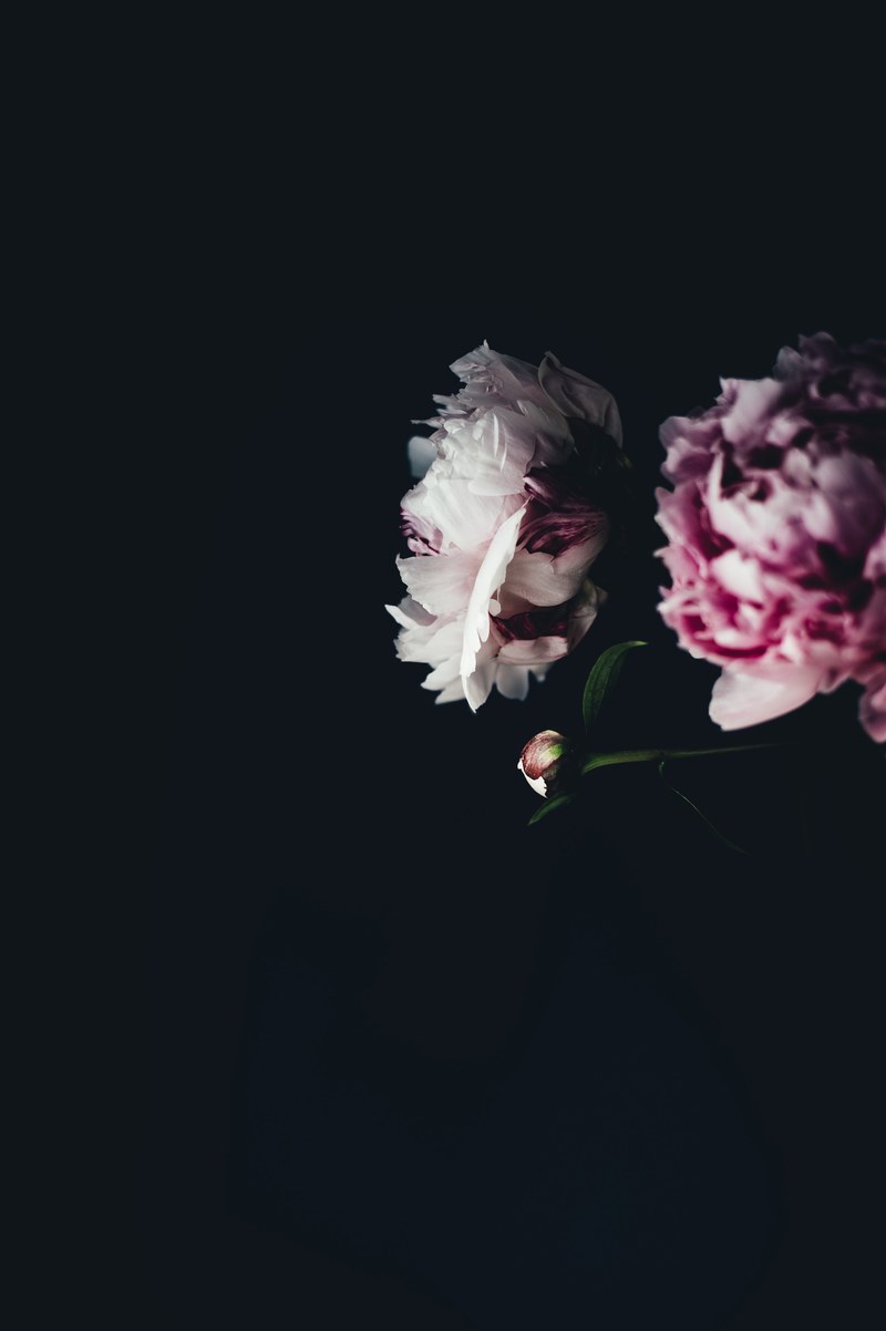 peony flower pink and floral hd, 4k