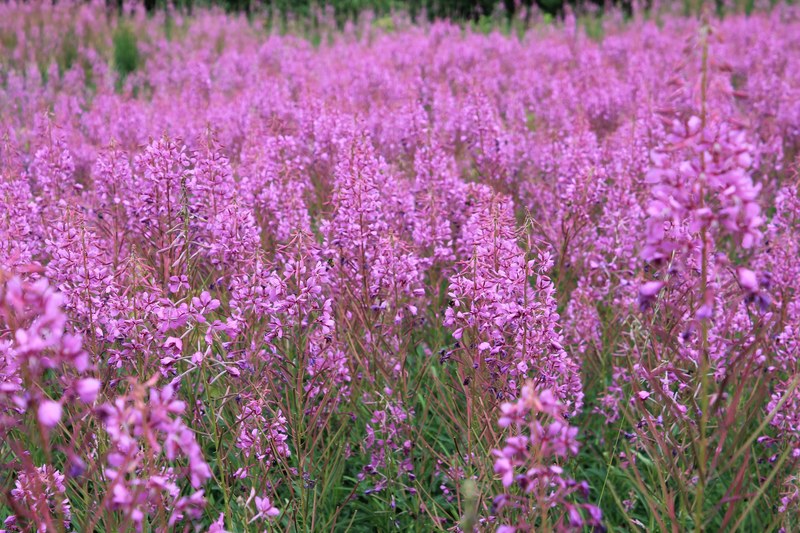 lots of purple and lilac lavender blooming in field in spring, lavender meadow 4k