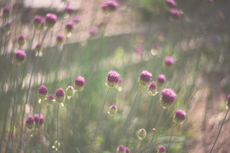 budding thistle with purple topped flowerheads, budding thistle 4k