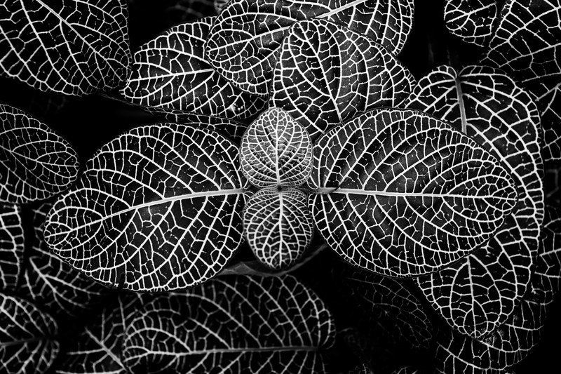 palm plant leafe and nature 4k