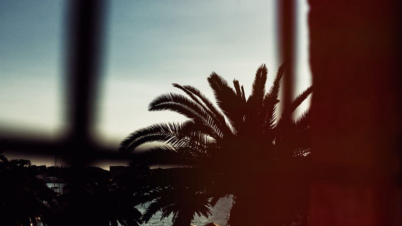 palm tree, branches, night, 4k