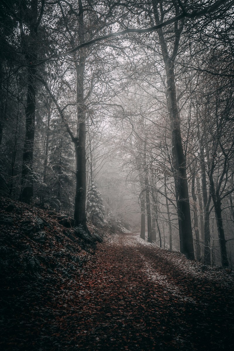 early walk throught the woods 4k