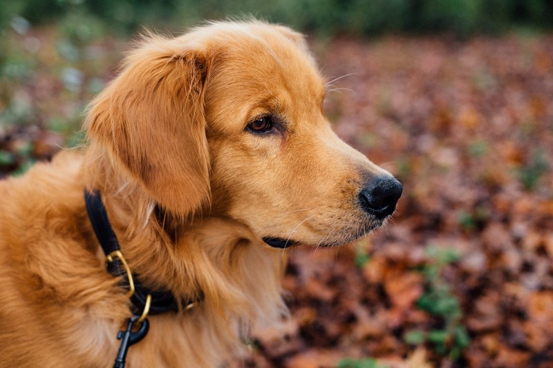 dog golden retriever retriever and animal 4k