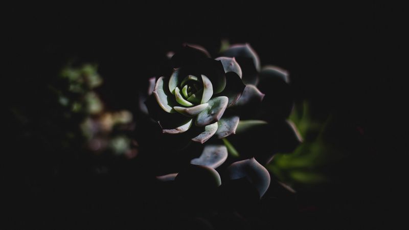 echeveria, succulent, shadow, 4k