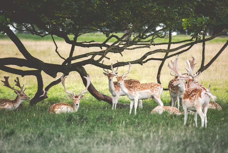 family of deer repose under a tree whose branches look like antlers too, their antlers are branches 4k