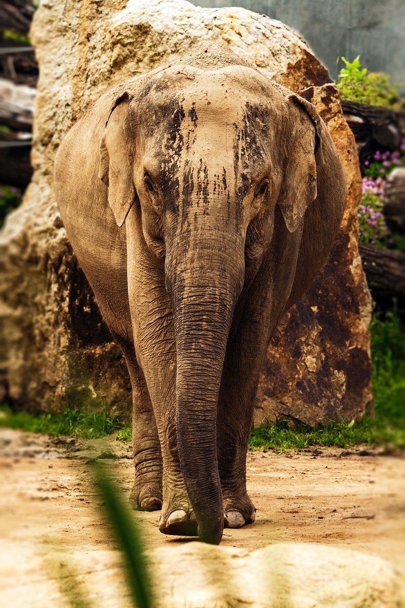 safari africa animal and elephant hd, 4k