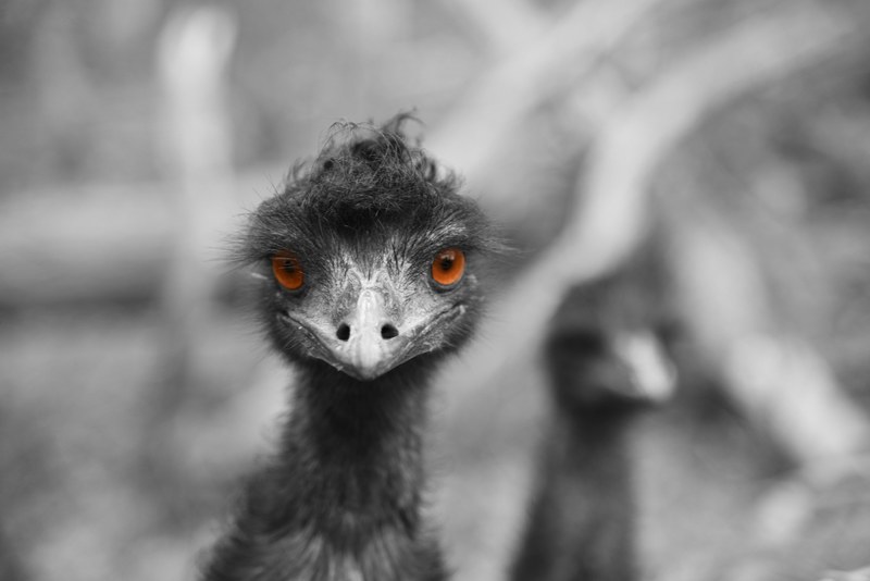 australium wildlife and emu 4k