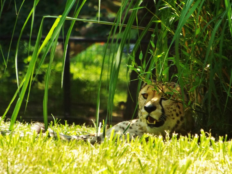 wildlife feline animal and cheetah 4k