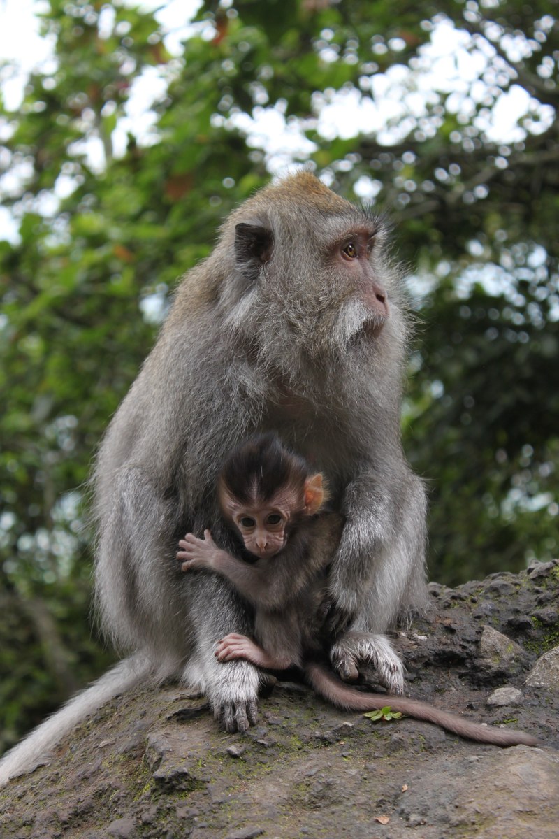 monkey forest animal family and jungle hd, 4k
