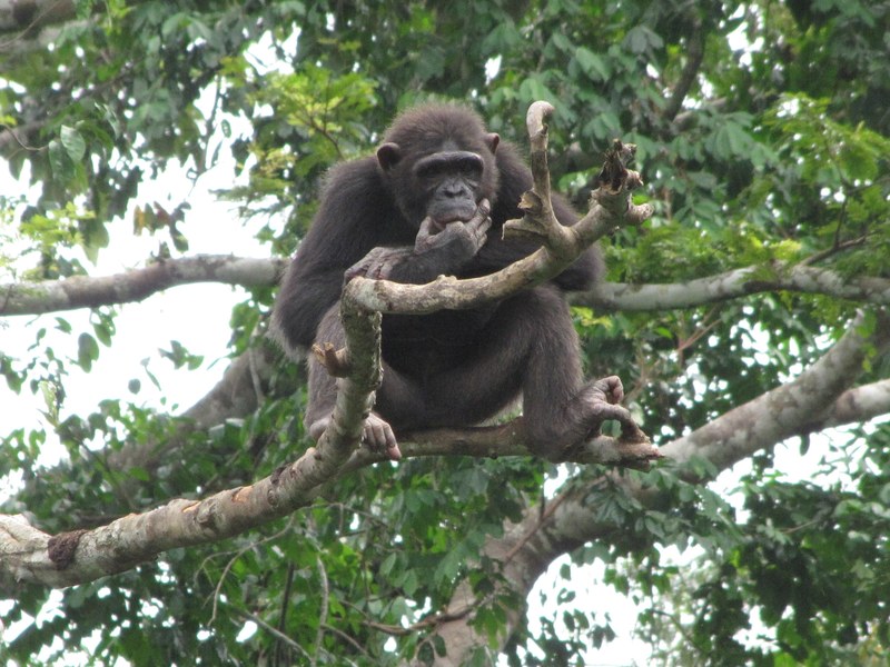 chimpanzee monkey ape and simian 4k