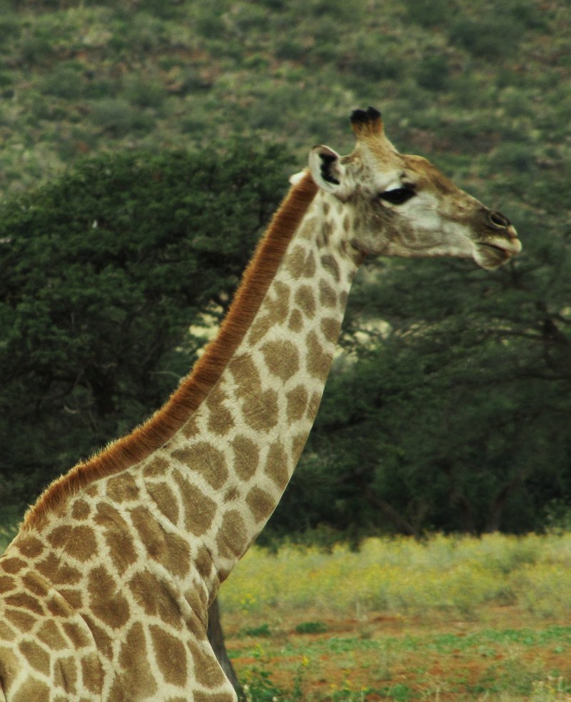 mammal animal giraffe and tree hd, 4k