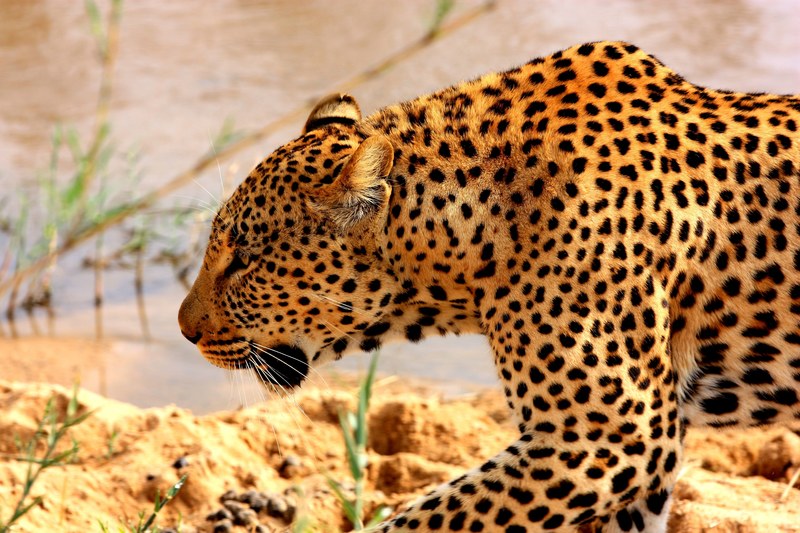 mammal danger africa and safari 4k