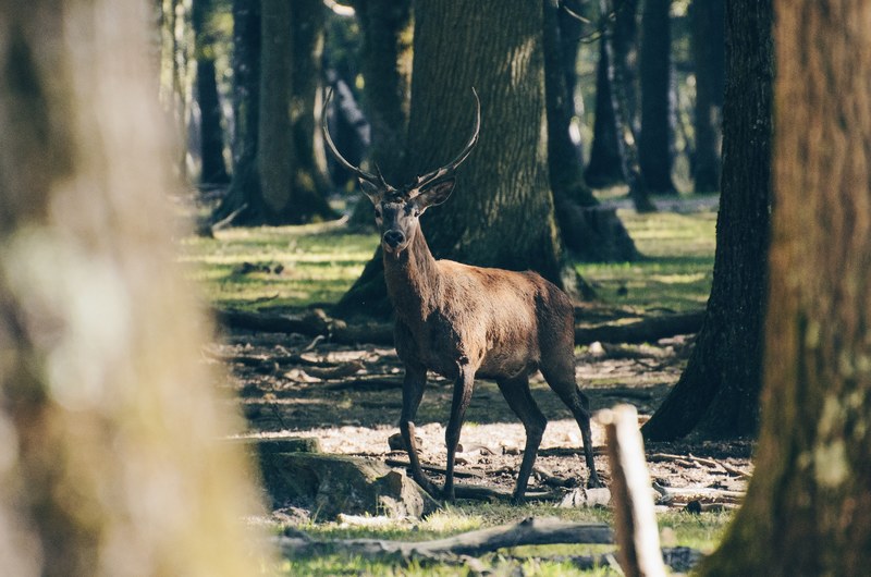 animal deer antler and forest 4k