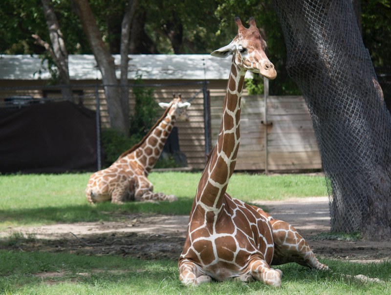zoo wildlife animal and giraffe 4k