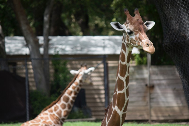 wildlife animal zoo and giraffe 4k