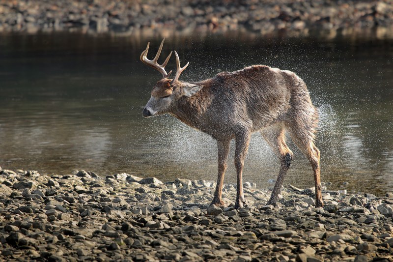 a stag shaking off the water off its fur on a rocky river shore in maumee, shake it off 4k