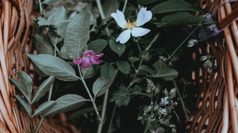 flowers, basket, leaves, 4k