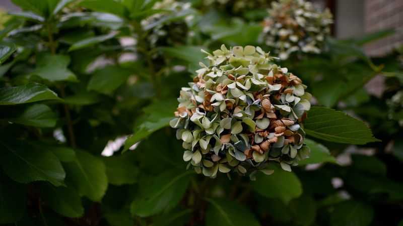 flowers, bush, branch, 4k