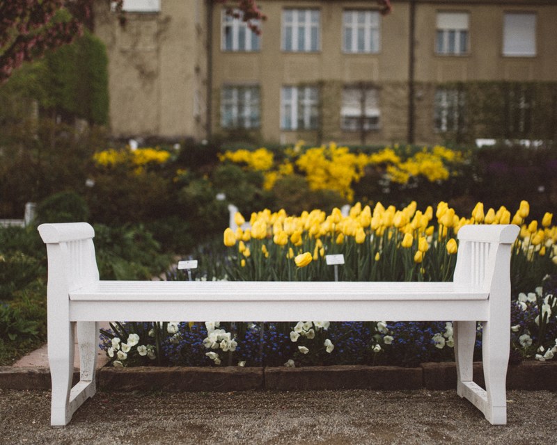 white bench in a garden in front of yellow tulip beds in a park, white bench yellow tulips 4k