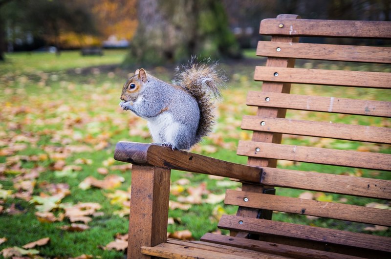 bench squirrel and st_ james park 4k