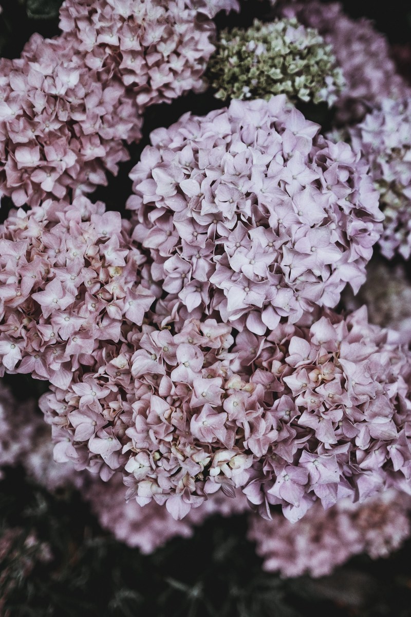 pale shot of pink clusters of hydrangea flowers, hydrangea 4k