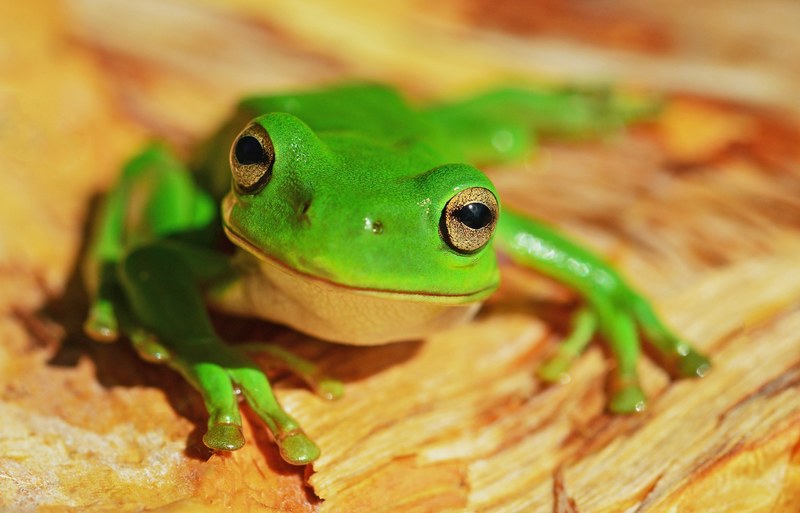 a bright green frog atop a piece of wood looks toward the camera appearing to smile, green tree frog or dumpy frog 4k