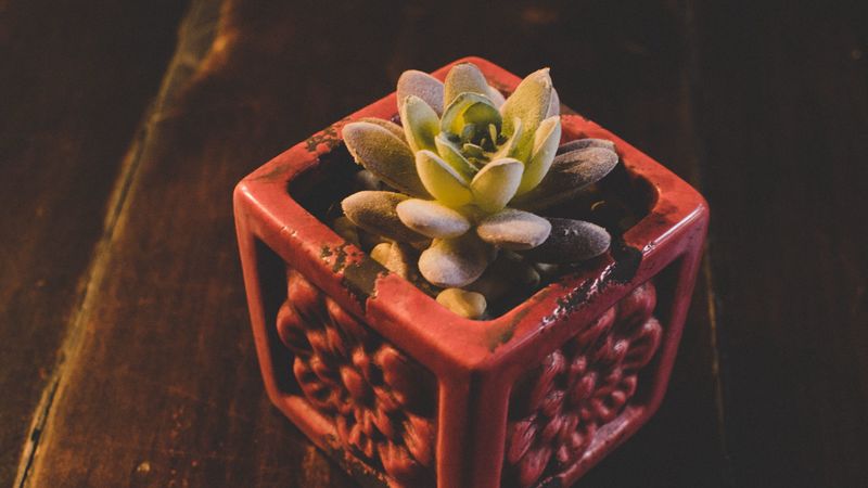 houseplant, pot, plant, 4k