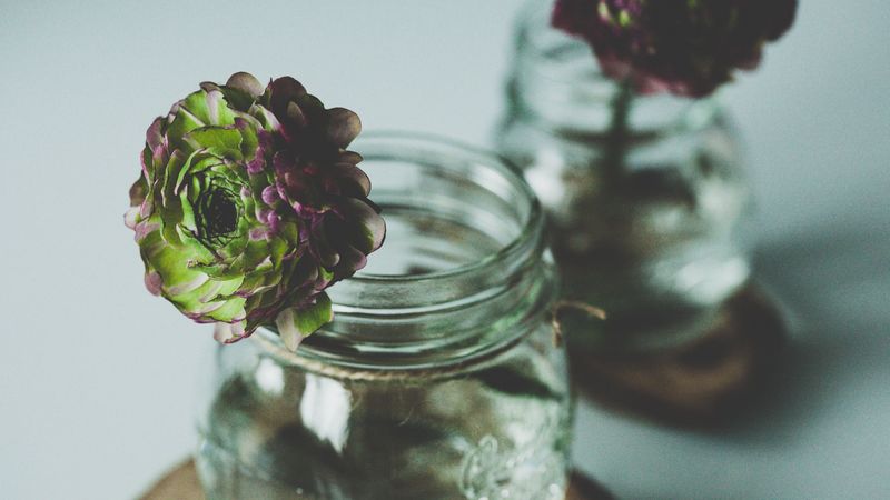 flower, plant, bank, 4k