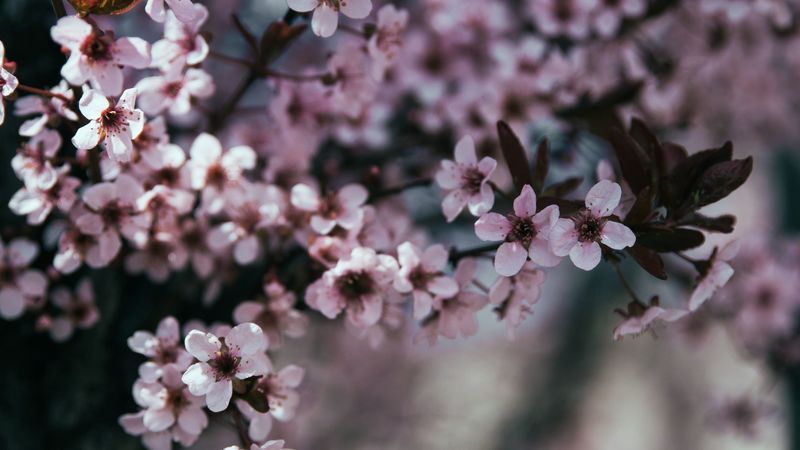flowers, branch, bloom, spring, 4k