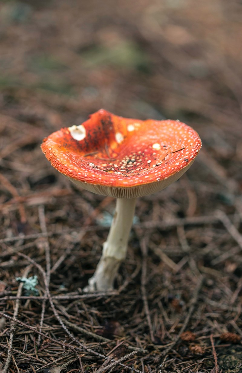 wild mushroom growing in the ground, forest fungi 4k