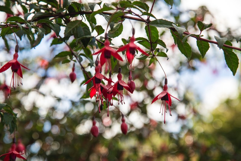 bokeh macro zoom and detail 4k