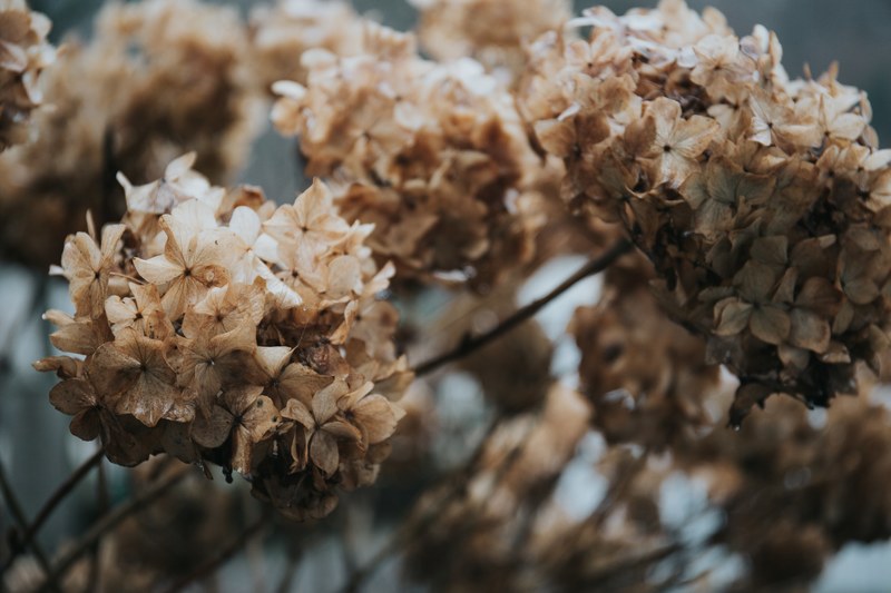 clusters of wilting hydrangea flowers, slow wilt 4k