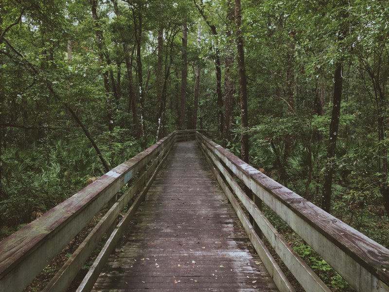 a dilapidated boardwalk in a forest, old boardwalk 4k