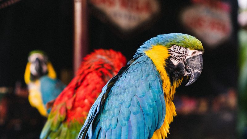 macaw, parrots, birds, colorful, 4k