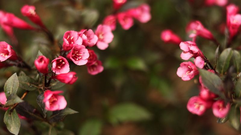 flowers, blur, bush, 4k