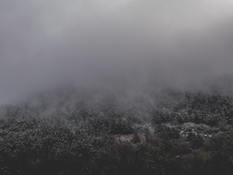 mist fog cloud and tree 4k