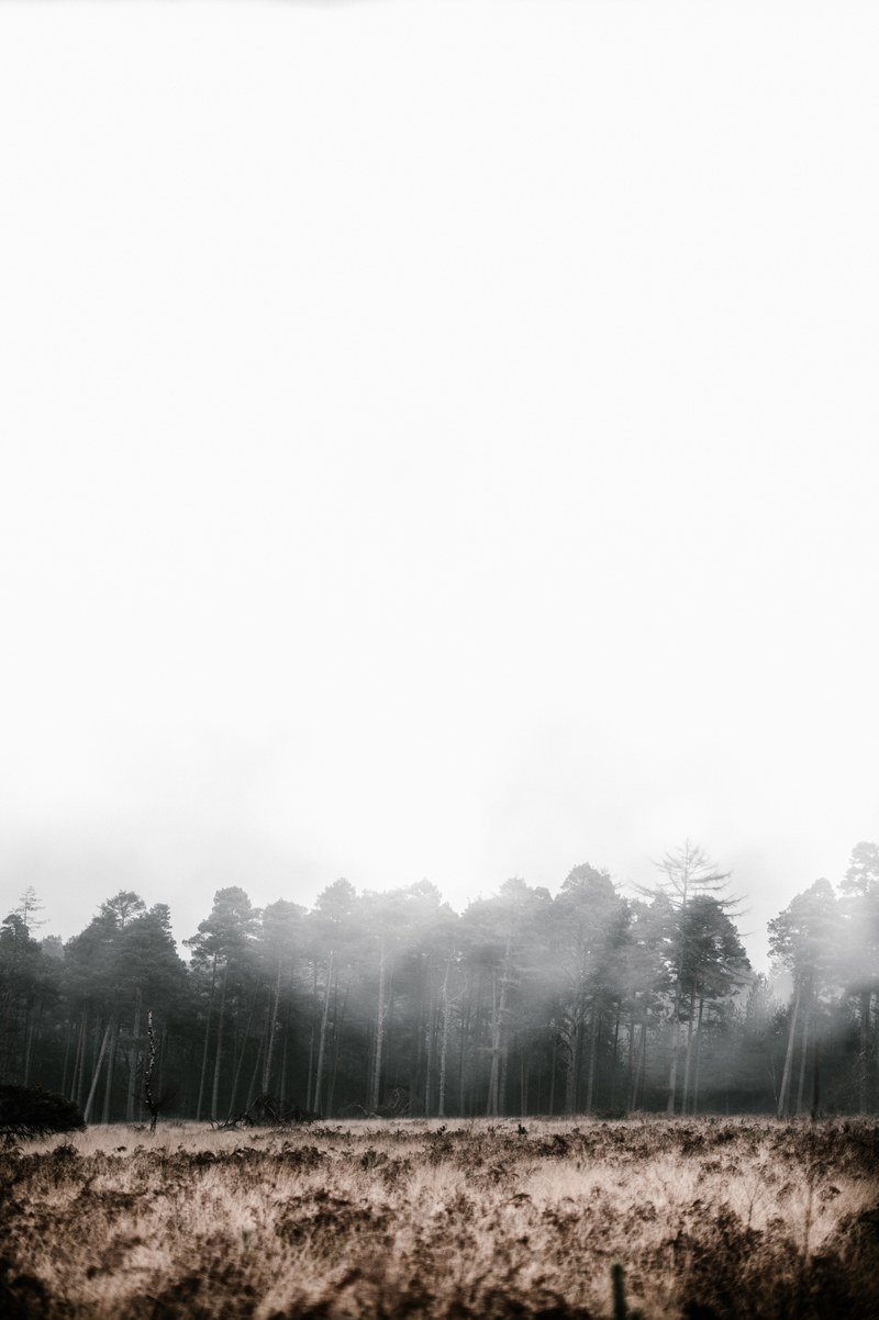 foggy forest mood 4k
