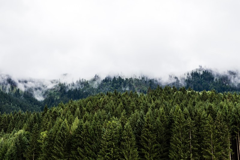 mountain tree woodland and forest 4k