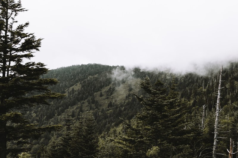 tree woodland forest and mountain 4k